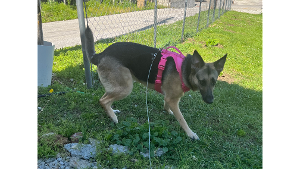 Lost Pet: Bella