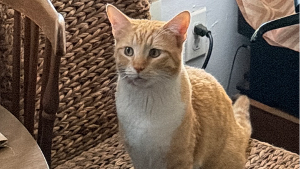 Lost Pet: Little Man