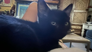 Lost Pet: Saja