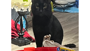 Lost Pet: Honey Baby