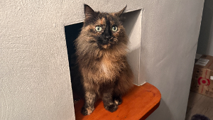 Lost Pet: Mocha
