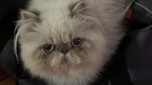 Lost Pet: Oliver