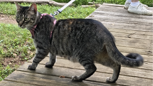 Lost Pet: Scotch