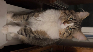 Lost Pet: Sylvester Untiedt