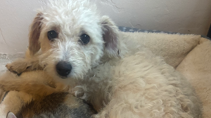 Lost Pet: Bella