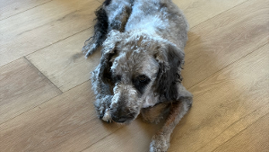 Lost Pet: Hazel