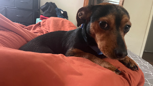 Lost Pet: Dozer