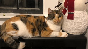 Lost Pet: Pebbles