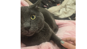 Lost Pet: Cu chulainn