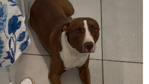 Lost Pet: Sammy