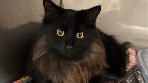 Lost Pet: Jericho