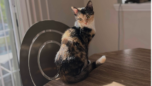 Lost Pet: Emi