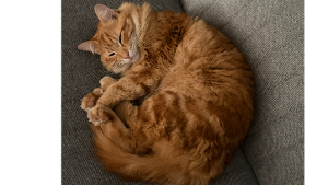 Lost Pet: Kyo