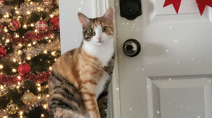 Lost Pet: Bella