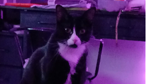 Lost Pet: Salem