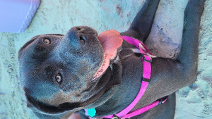 Lost Pet: Niya