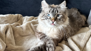 Lost Pet: Don Julio
