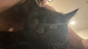 Lost Pet: Shien