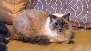 Lost Pet: Belle