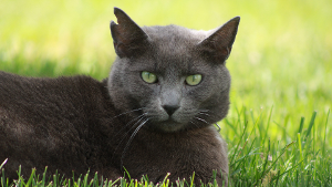 Lost Pet: Smokey
