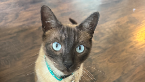 Lost Pet: Teddy