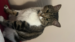 Lost Pet: Juniper Martin Henriquez