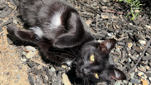 Lost Pet: Miles