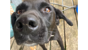 Lost Pet: Chloe