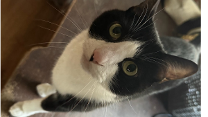 Lost Pet: Toby