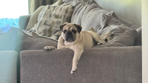Lost Pet: CHARLIE