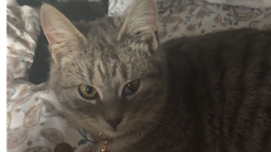 Lost Pet: Shadow