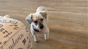 Lost Pet: Tedi