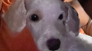 Lost Pet: Zeus