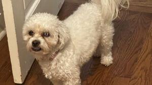 Lost Pet: Nova