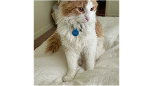 Lost Pet: Crouton