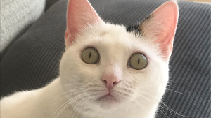 Lost Pet: Alaska