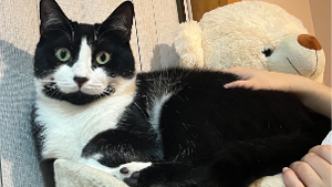 Lost Pet: Sesame