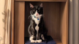 Lost Pet: Beans