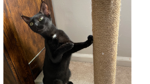 Lost Pet: Betty