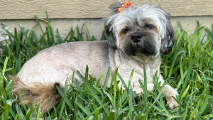 Lost Pet: Tikka