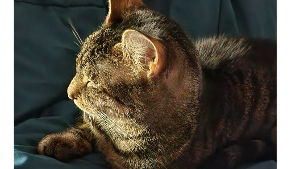 Lost Pet: Sailor