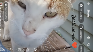 Lost Pet: Barry Allen