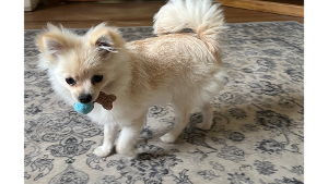 Lost Pet: Stevie