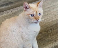 Lost Pet: Ghost