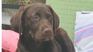 Lost Pet: Mabel Mae