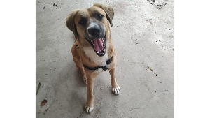 Lost Pet: Daisy
