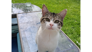 Lost Pet: Buster