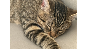 Lost Pet: Echo