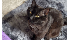 Lost Pet: Kitty cat