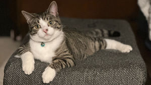 Lost Pet: Francis